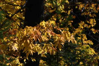 DSC_6461 (Large).JPG